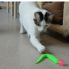 Dezi & Roo - Wiggly Ball Cat Toy
