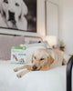 Whimzees - Stix Daily Dental Treat for Dogs