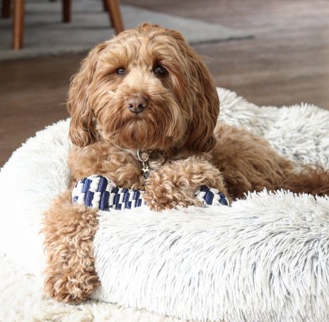 Tall Tails - Navy Braided Bone Dog Toy
