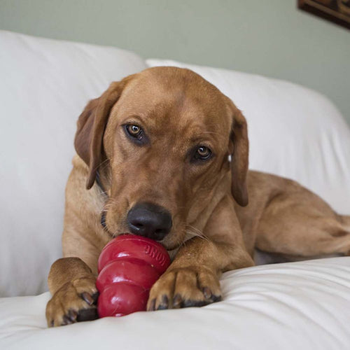 Kong - Liver Snacks Dog Treats