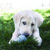 Kong - Snacks Puppy