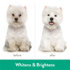 TropiClean - Awapuhi & Coconut Whitening Shampoo for Pets